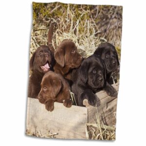 3d rose five labrador retriever puppy dogs-na02 zmu0160-zandria muench beraldo towel, 15" x 22"