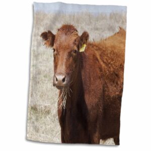 3d rose red angus cow with grass in mouth-na02 pwo0000-piperanne worcester towel, 15" x 22", multicolor
