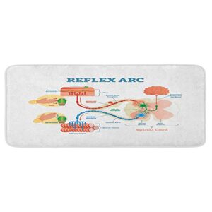 ambesonne anatomy kitchen mat, science reflex arc spinal cord parts illustraiton, plush decorative kitchen mat with non slip backing, 47" x 19", sea blue pale peach