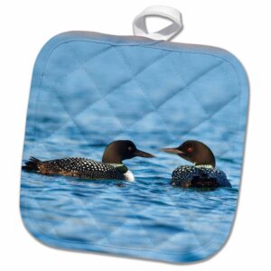 3d rose common loon bird-whitefish lake in montana-us27 cha1740-chuck haney pot holder, 8" x 8"