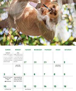 Stoner Sloths 2024 Wall Calendar, 16-Month Humor & Comic Calendar, 12" x 12"