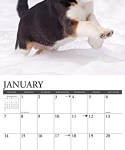 Willow Creek Press Beagle Puppies Monthly 2024 Wall Calendar (12" x 12")