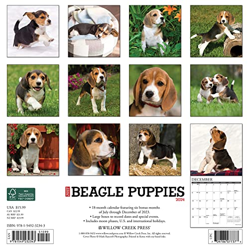 Willow Creek Press Beagle Puppies Monthly 2024 Wall Calendar (12" x 12")