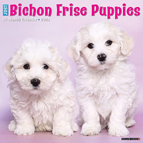 Willow Creek Press Bichon Frise Puppies Monthly 2024 Wall Calendar (12" x 12")