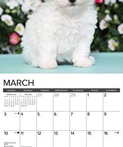 Willow Creek Press Bichon Frise Puppies Monthly 2024 Wall Calendar (12" x 12")