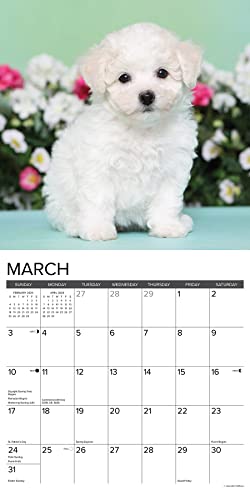 Willow Creek Press Bichon Frise Puppies Monthly 2024 Wall Calendar (12" x 12")