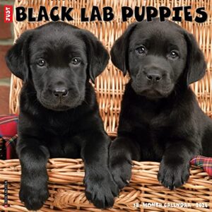 willow creek press black lab puppies monthly 2024 wall calendar (12" x 12")