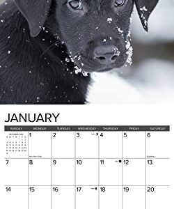 Willow Creek Press Black Lab Puppies Monthly 2024 Wall Calendar (12" x 12")