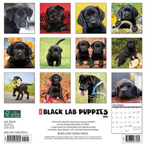 Willow Creek Press Black Lab Puppies Monthly 2024 Wall Calendar (12" x 12")