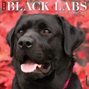 willow creek press black labs monthly 2024 wall calendar (12" x 12")