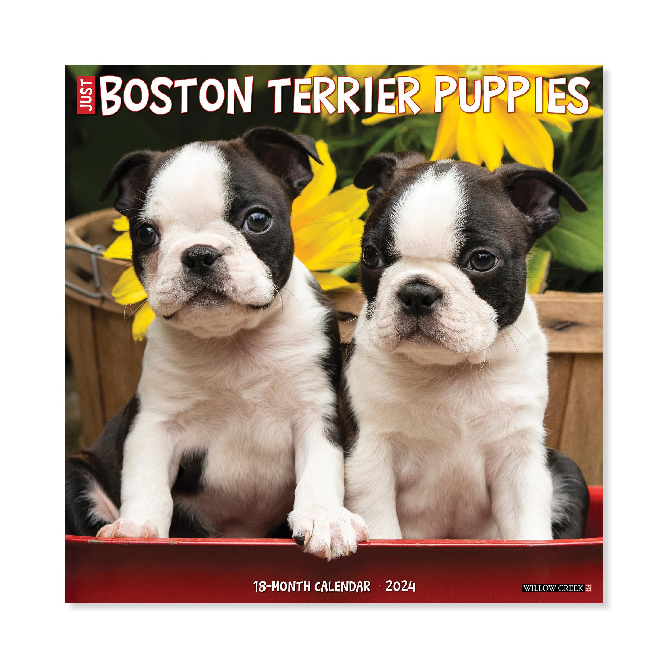 Willow Creek Press Boston Terrier Puppies Monthly 2024 Wall Calendar (12" x 12")