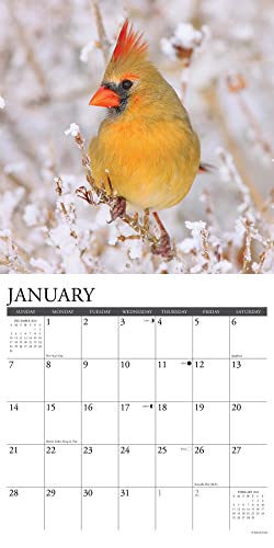 Willow Creek Press Cardinals 2024 12" x 12" Wall Calendar