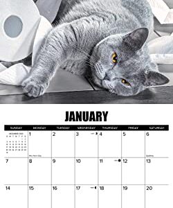 Willow Creek Press Cat-astrophe Monthly 2024 Wall Calendar (12" x 12")