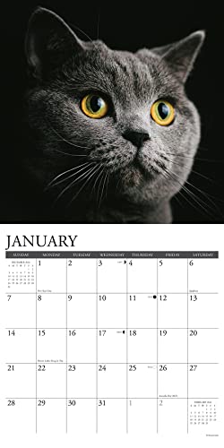 Willow Creek Press Cats Monthly 2024 Wall Calendar (12" x 12")