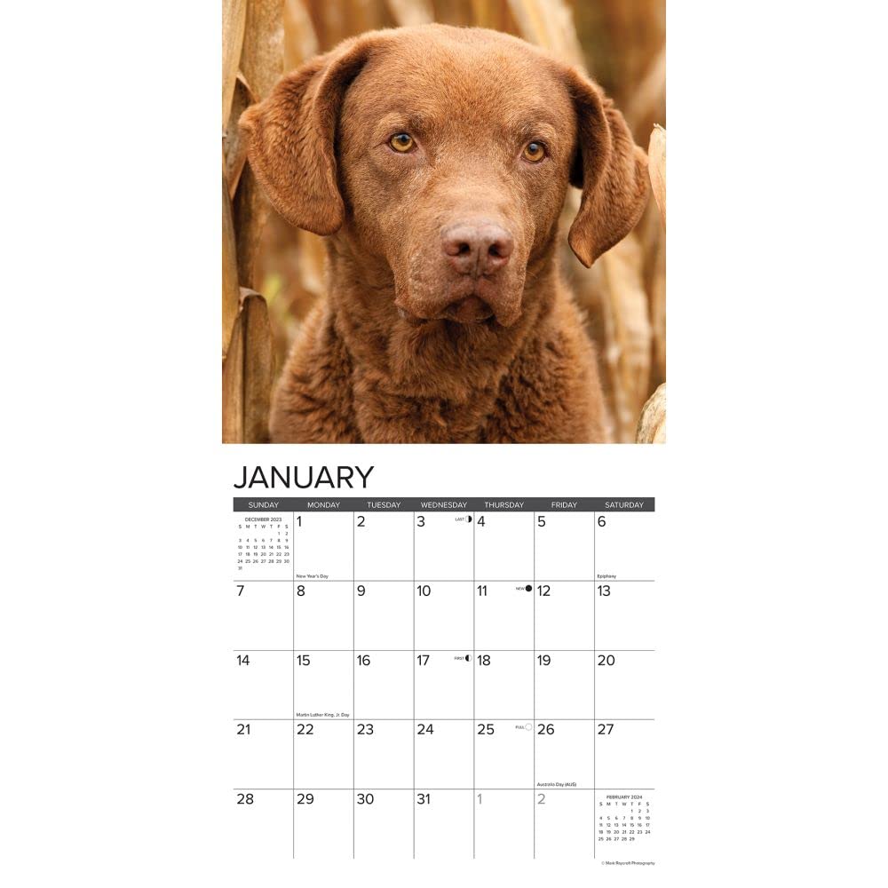 Willow Creek Press Chesapeake Bay Retrievers Monthly 2024 Wall Calendar (12" x 12")