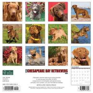 Willow Creek Press Chesapeake Bay Retrievers Monthly 2024 Wall Calendar (12" x 12")