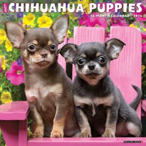 willow creek press chihuahua puppies monthly 2024 wall calendar (12" x 12")