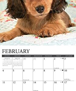 Willow Creek Press Dachshund Puppies Monthly 2024 Wall Calendar (12" x 12")
