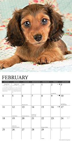 Willow Creek Press Dachshund Puppies Monthly 2024 Wall Calendar (12" x 12")