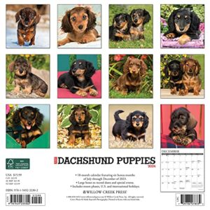 Willow Creek Press Dachshund Puppies Monthly 2024 Wall Calendar (12" x 12")