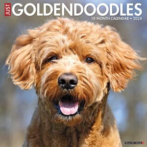 willow creek press goldendoodles monthly 2024 wall calendar (12" x 12")