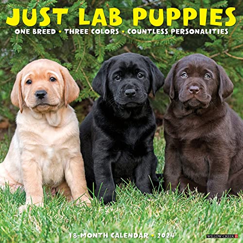 Willow Creek Press Lab Puppies Monthly 2024 Wall Calendar (12" x 12")