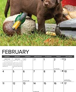 Willow Creek Press Lab Puppies Monthly 2024 Wall Calendar (12" x 12")