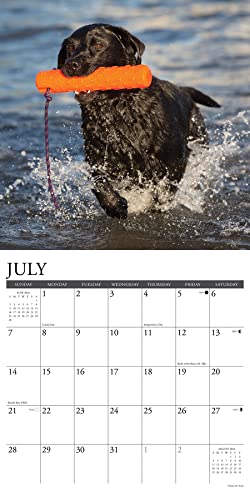 Willow Creek Press Labs Monthly 2024 Wall Calendar (12" x 12")