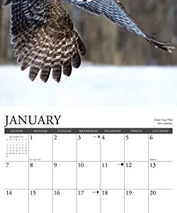 Willow Creek Press Owls Monthly 2024 Wall Calendar (12" x 12")