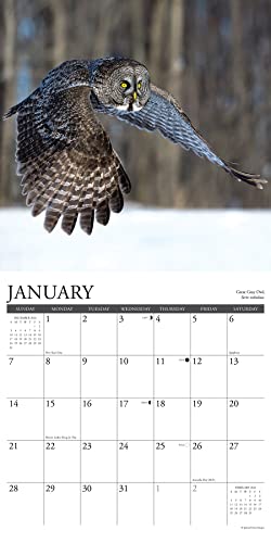 Willow Creek Press Owls Monthly 2024 Wall Calendar (12" x 12")