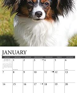 Willow Creek Press Papillons Monthly 2024 Wall Calendar (12" x 12")