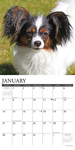 Willow Creek Press Papillons Monthly 2024 Wall Calendar (12" x 12")