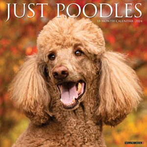 willow creek press poodles monthly 2024 wall calendar (12" x 12")