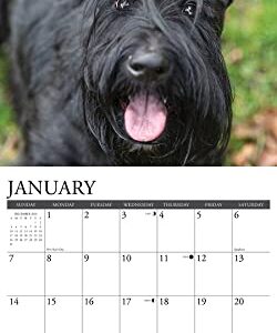 Willow Creek Press Scotties Monthly 2024 Wall Calendar (12" x 12")