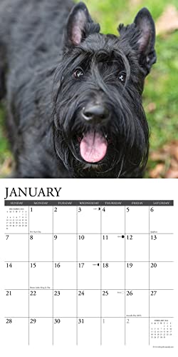 Willow Creek Press Scotties Monthly 2024 Wall Calendar (12" x 12")