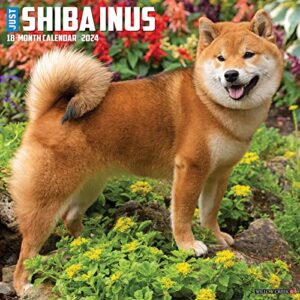 Willow Creek Press Shiba Inus Monthly 2024 Wall Calendar (12" x 12")