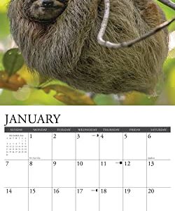 Willow Creek Press Sloths Monthly 2024 Wall Calendar (12" x 12")