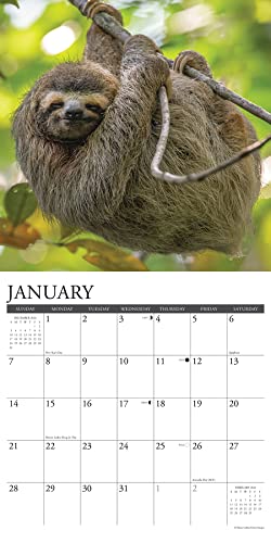Willow Creek Press Sloths Monthly 2024 Wall Calendar (12" x 12")