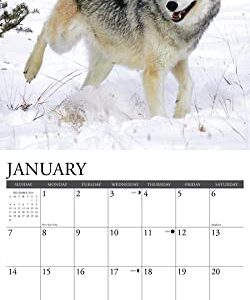 Willow Creek Press Spirit of the Wolf Monthly 2024 Wall Calendar (12" x 12")