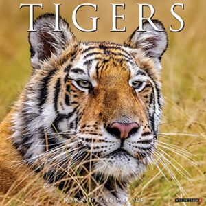 willow creek press tigers monthly 2024 wall calendar (12" x 12")