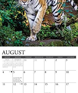 Willow Creek Press Tigers Monthly 2024 Wall Calendar (12" x 12")