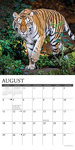 Willow Creek Press Tigers Monthly 2024 Wall Calendar (12" x 12")