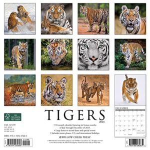 Willow Creek Press Tigers Monthly 2024 Wall Calendar (12" x 12")