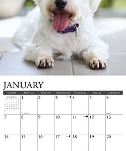 Willow Creek Press Westies Monthly 2024 Wall Calendar (12" x 12")