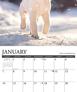 Willow Creek Press What Goldens Teach Us Monthly 2024 Wall Calendar (12" x 12")