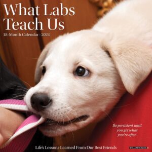 willow creek press what labs teach us monthly 2024 wall calendar (12" x 12")