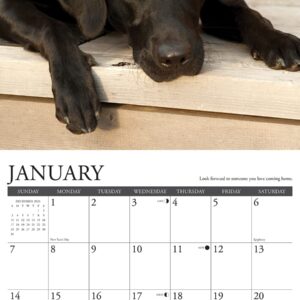 Willow Creek Press What Labs Teach Us Monthly 2024 Wall Calendar (12" x 12")