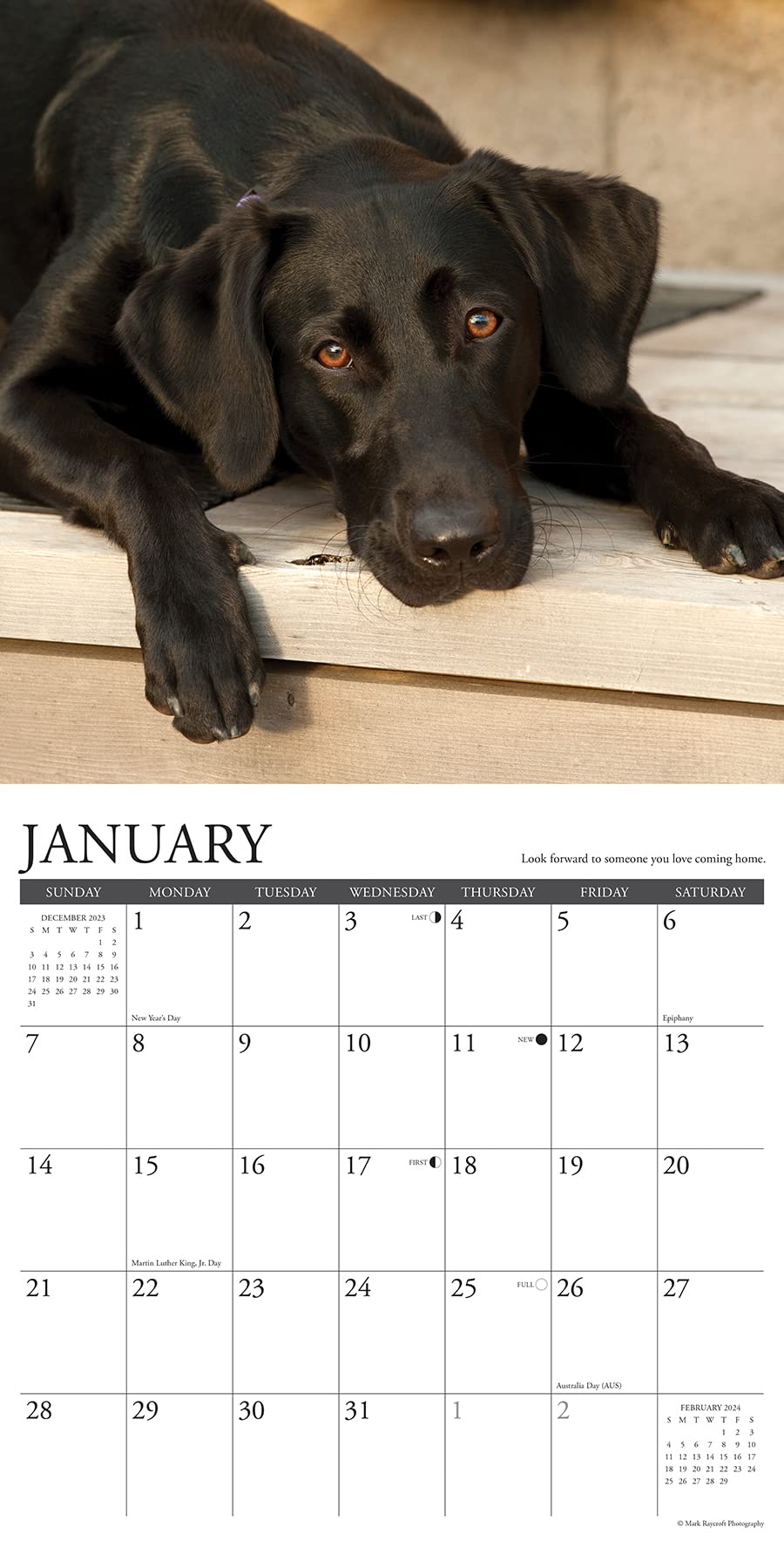 Willow Creek Press What Labs Teach Us Monthly 2024 Wall Calendar (12" x 12")