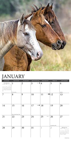 Willow Creek Press Wild Horses Monthly 2024 Wall Calendar (12" x 12")