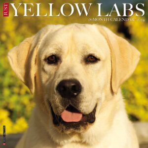 willow creek press yellow labs monthly 2024 wall calendar (12" x 12")